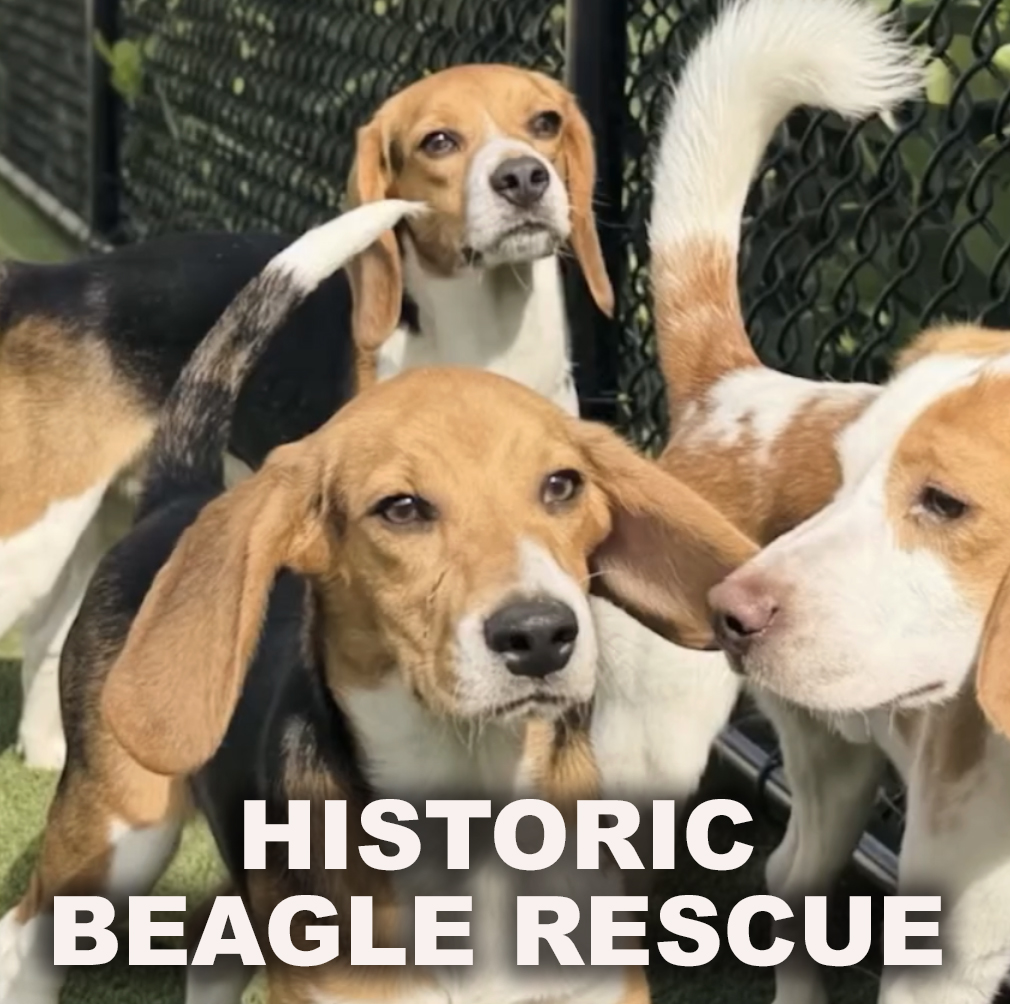 beaglerescue